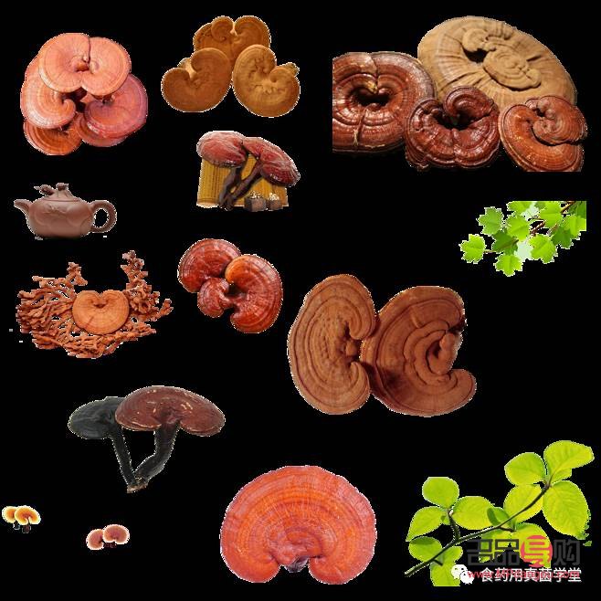 &amp;lt;h1&amp;gt;靈芝的美容奧秘與食用方法&amp;lt;/h1&amp;gt;