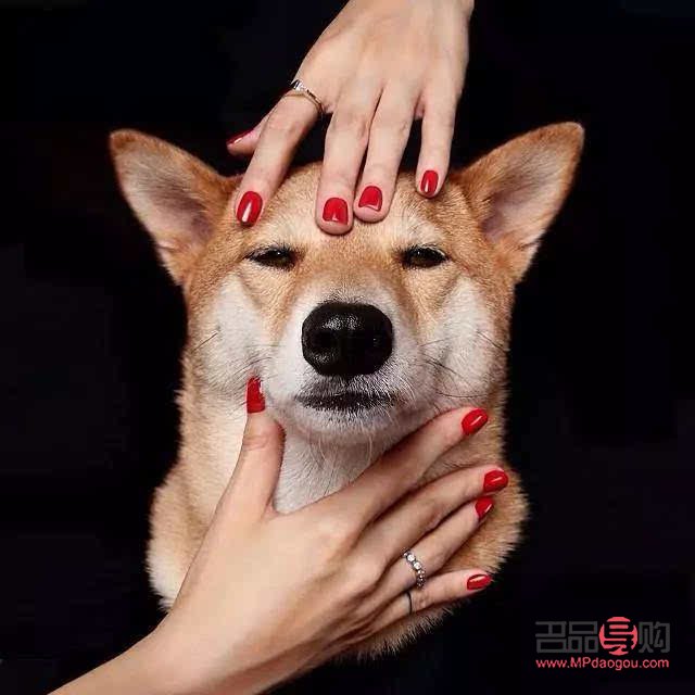 探索狗狗眼睛畫法大全