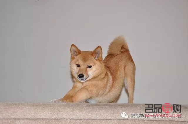 犬美容日語怎么說？學(xué)習(xí)犬美容專業(yè)術(shù)語與實用表達(dá)