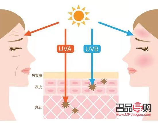干細胞美容：重塑青春的神話還是現實？