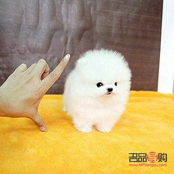 博美美容多少錢(博美美容多少錢一次)