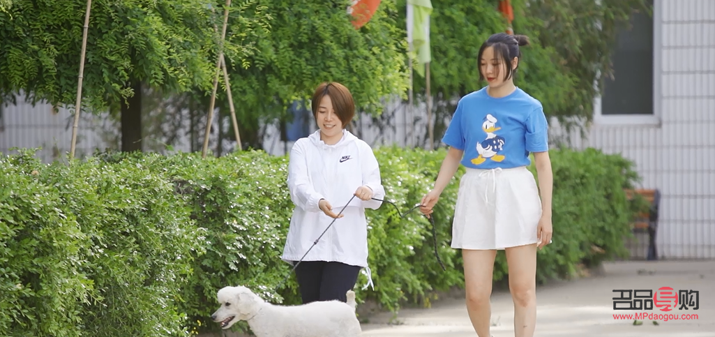 怎么學習寵物美容(自學寵物美容的方法)