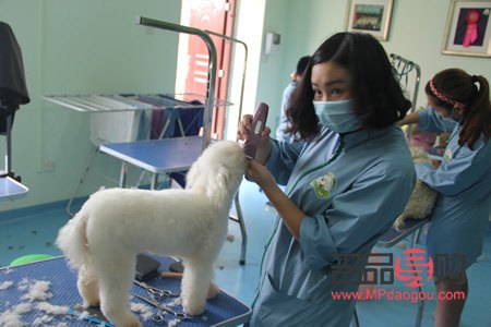 怎么學習寵物美容(自學寵物美容的方法)