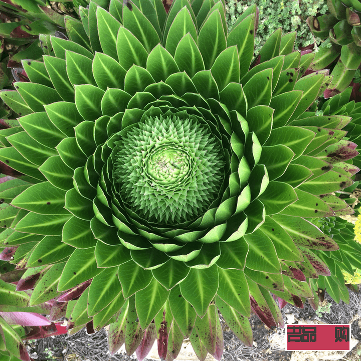 <h1>美容養顏的神奇植物世界</h1>