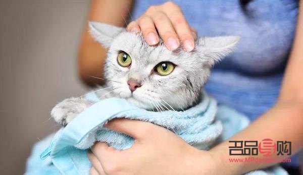 貓咪該怎么擦身體護理(貓咪該怎么擦身體護理呢)