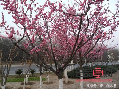 南寧黃金上游回收渠道(南寧黃金上游回收渠道有哪些)