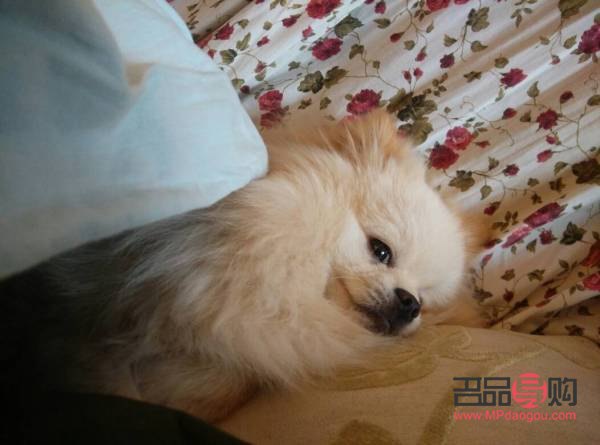 <h3>狗狗眼白發(fā)紅原因及應(yīng)對(duì)措施</h3>