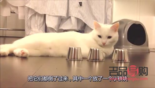貓咪美容指南：是否需要定期美容？