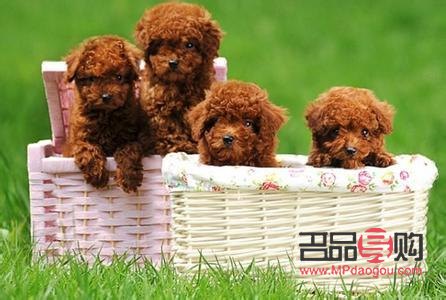 <h3>泰迪熊犬美容全攻略：打造可愛(ài)萌寵</h3>