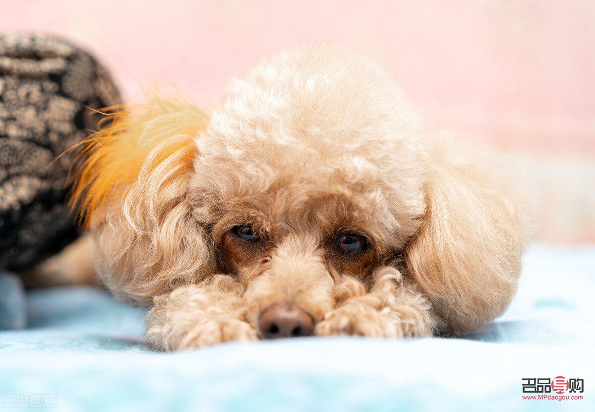 泰迪熊犬美容全攻略：打造可愛萌寵