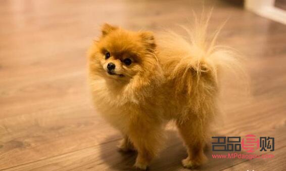 <h3>博美容易養嗎？詳解博美犬的飼養要點與挑戰</h3>