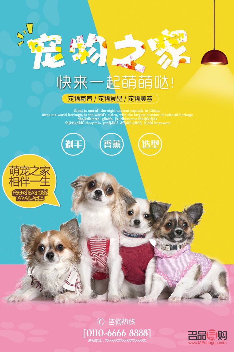 探尋寵物美容學習圣地，打造時尚萌寵新造型