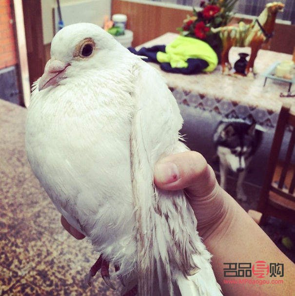 哈狗喂養怎么領取禮物(哈狗游戲喂養的禮物怎么領取)