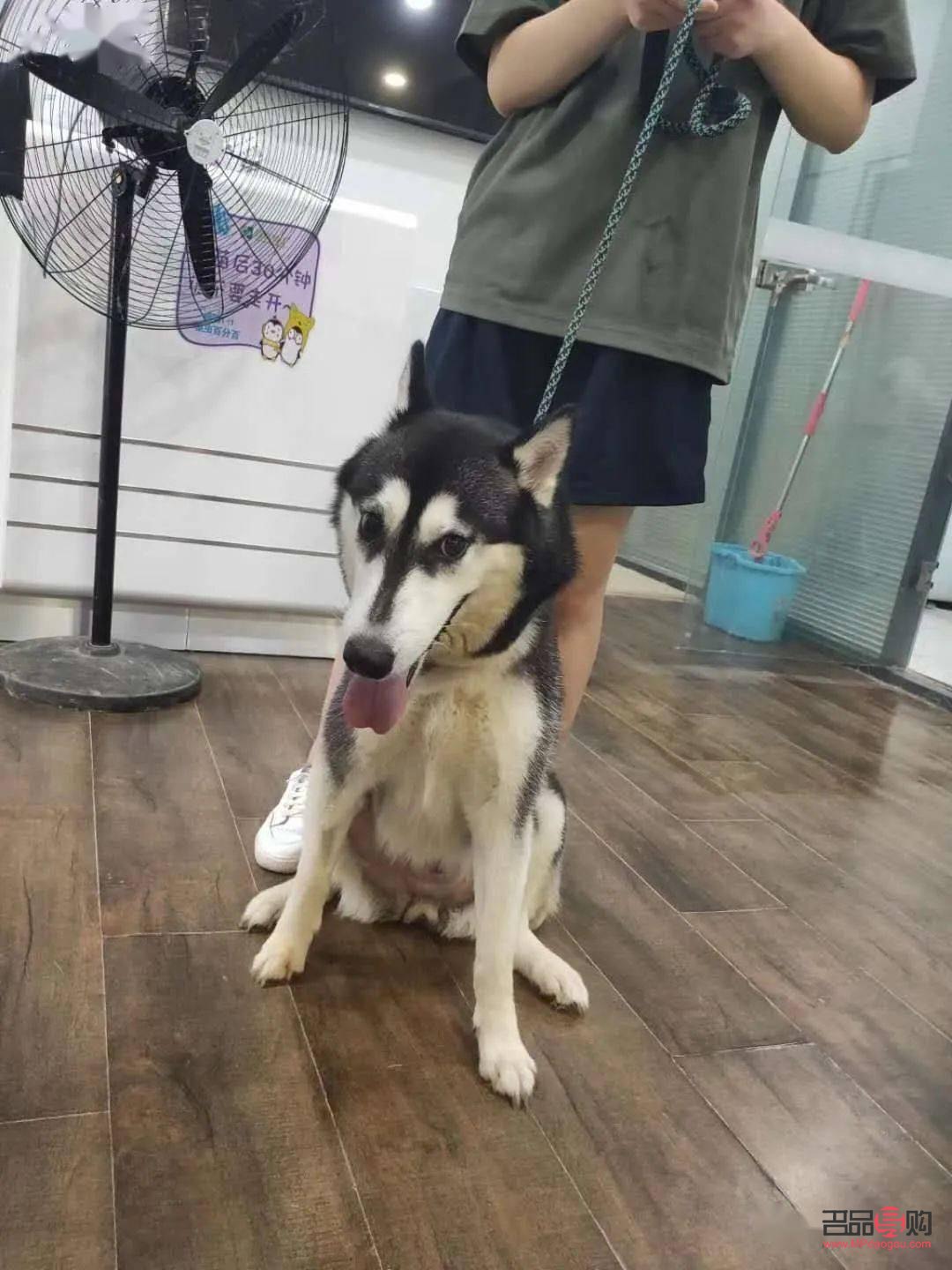 哈狗喂養怎么領取禮物(哈狗游戲喂養的禮物怎么領取)