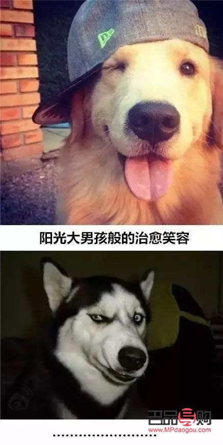 哈狗喂養怎么領取禮物(哈狗游戲喂養的禮物怎么領取)