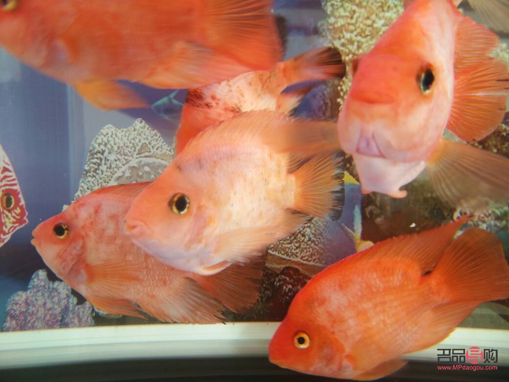 鸚鵡魚眼睛凸出原因及應對方法