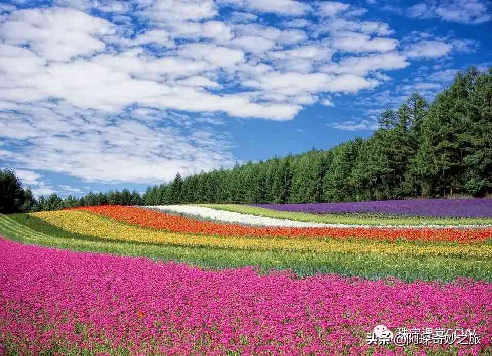 海藍(lán)寶五行屬什么(海蘭寶五行)