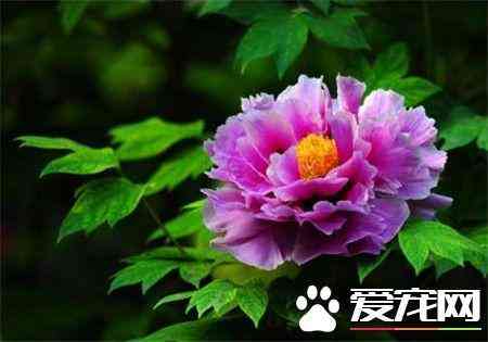 藍田玉有幾種顏色(藍田玉翠玉是什么顏色)