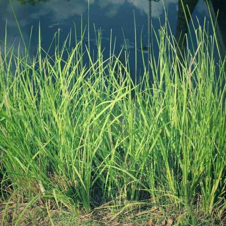 不同顏色水晶的寓意及功效(22種水晶的功效與禁忌)插圖8