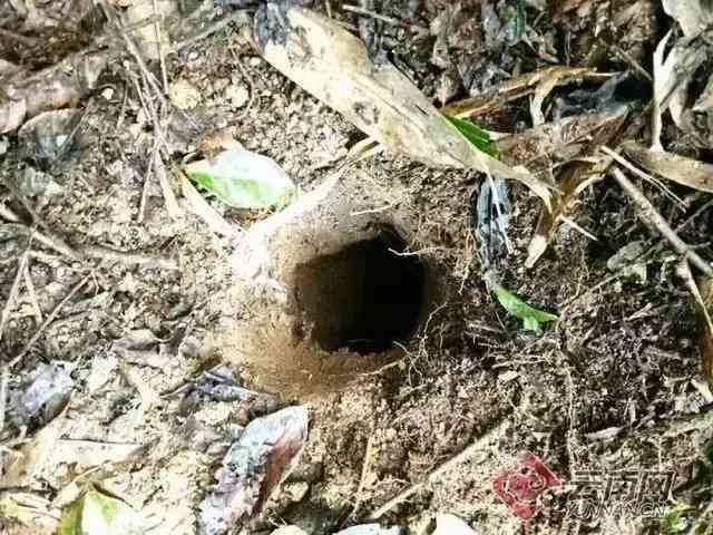 隕石價格多少錢一克(隕石價格多少錢一克.隕石價格圖片一覽)插圖4