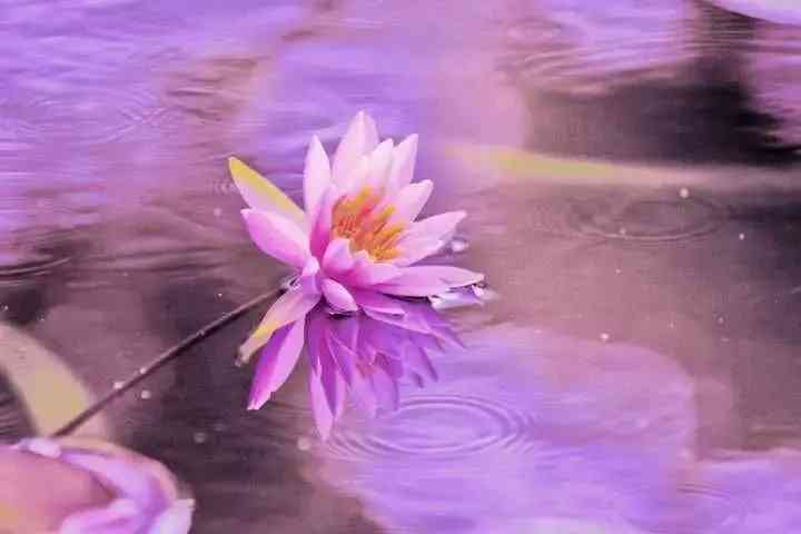 紫水晶的含義(紫水晶代表的意義)插圖1