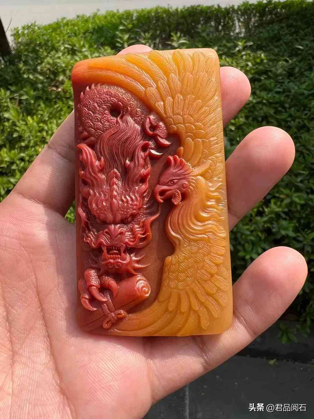 黃龍玉好不好(黃龍玉好不好養)插圖7