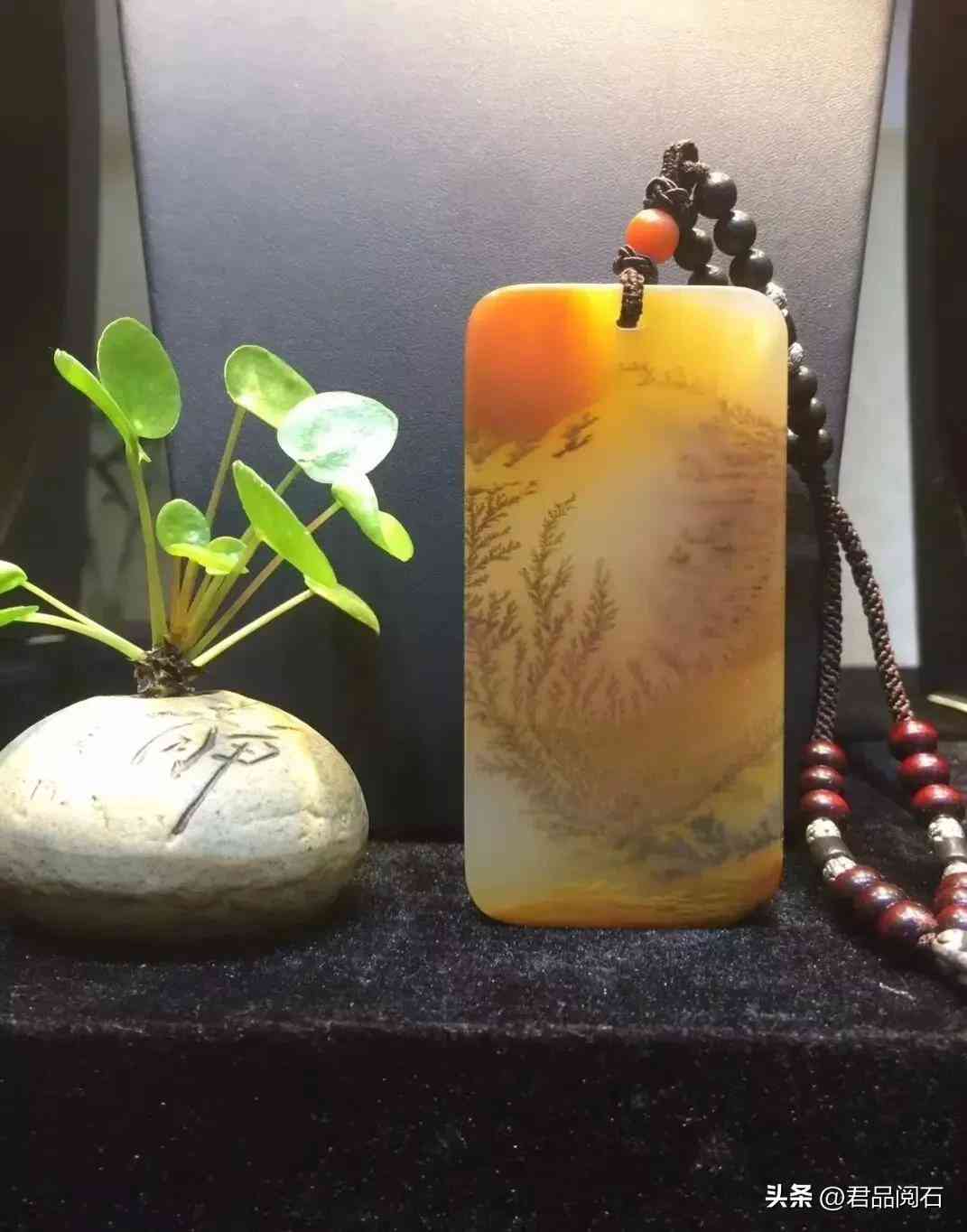 黃龍玉好不好(黃龍玉好不好養)插圖9