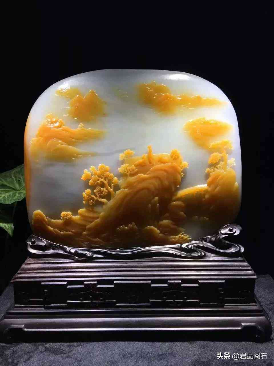 黃龍玉好不好(黃龍玉好不好養)插圖16