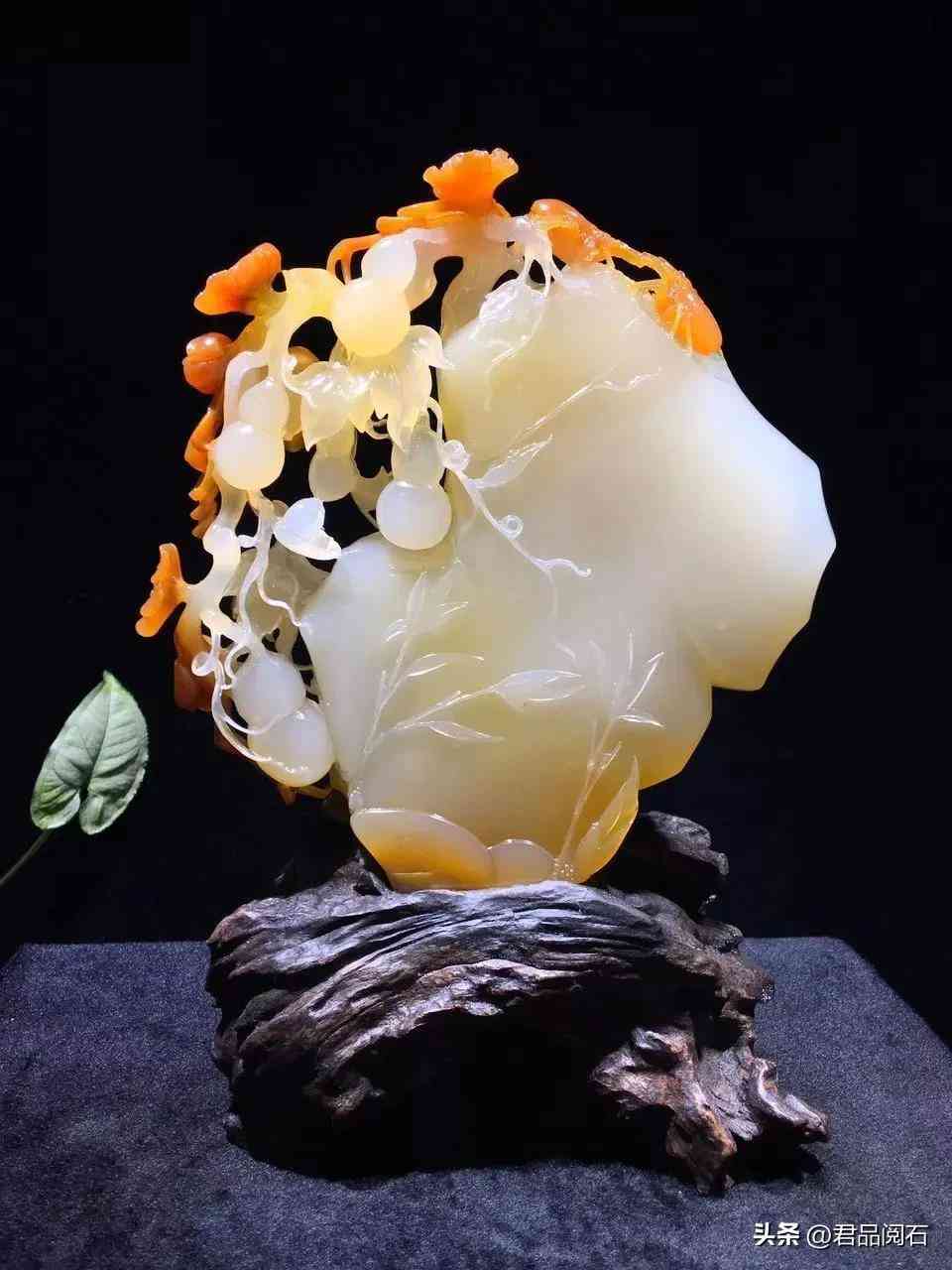 黃龍玉好不好(黃龍玉好不好養)插圖18