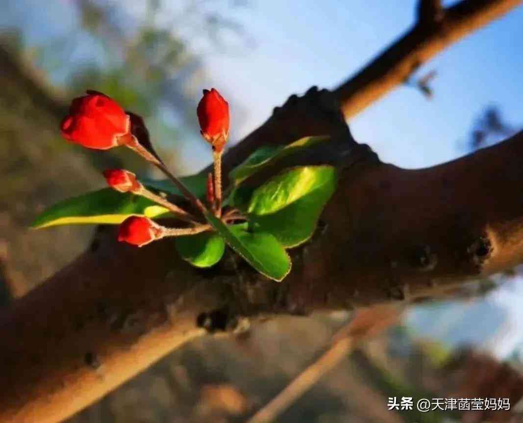 結婚鉆戒和對戒的區別(鉆戒和婚戒 對戒的區別)