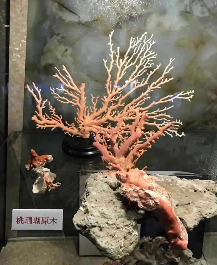 紅珊瑚真假辨別方法(紅珊瑚真品放在水里會怎樣)
