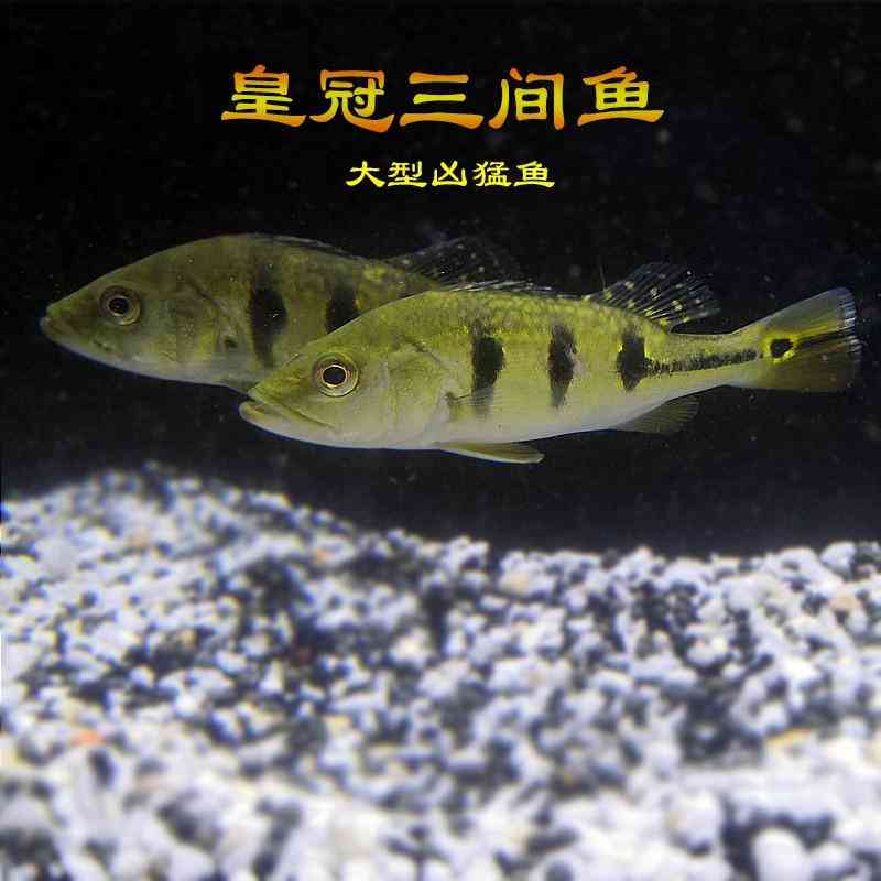 中國最大珍珠批發市場(中國最大珍珠批發市場在哪里)