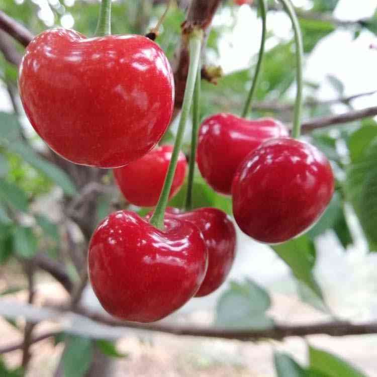 紅剛玉和紅寶石的區別(紅剛玉是天然寶石嗎)