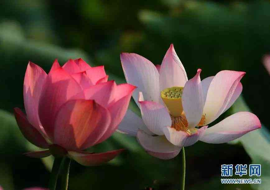 什么是醫美化妝品(醫美的化妝品)