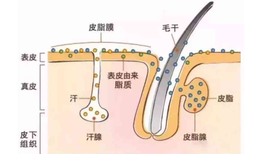化妝品可以去油脂嗎(油脂的皮膚用什么化妝品好)插圖2