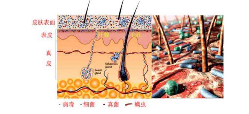 化妝品可以去油脂嗎(油脂的皮膚用什么化妝品好)插圖9