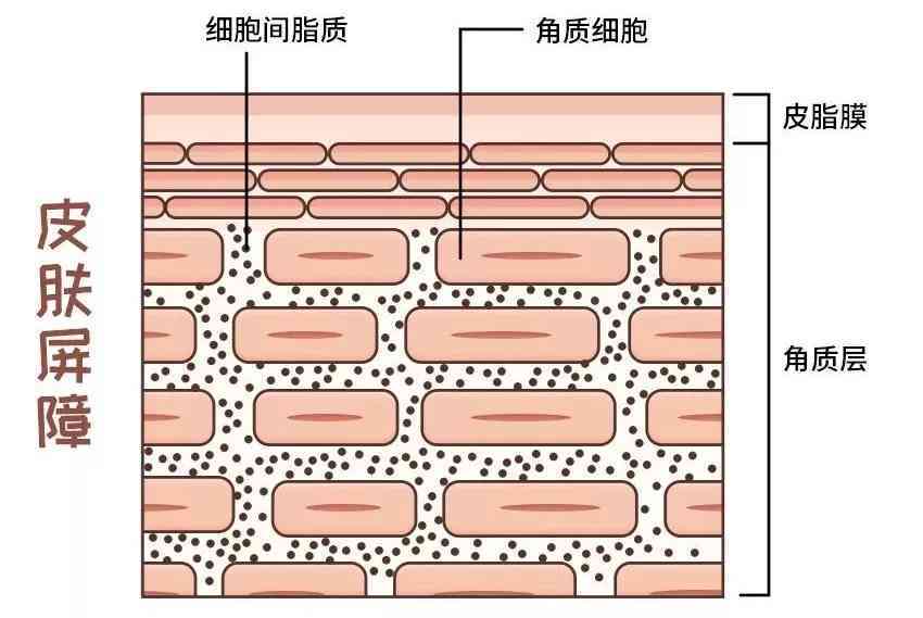 化妝品含玫瑰成分表(玫瑰的化妝品)插圖2