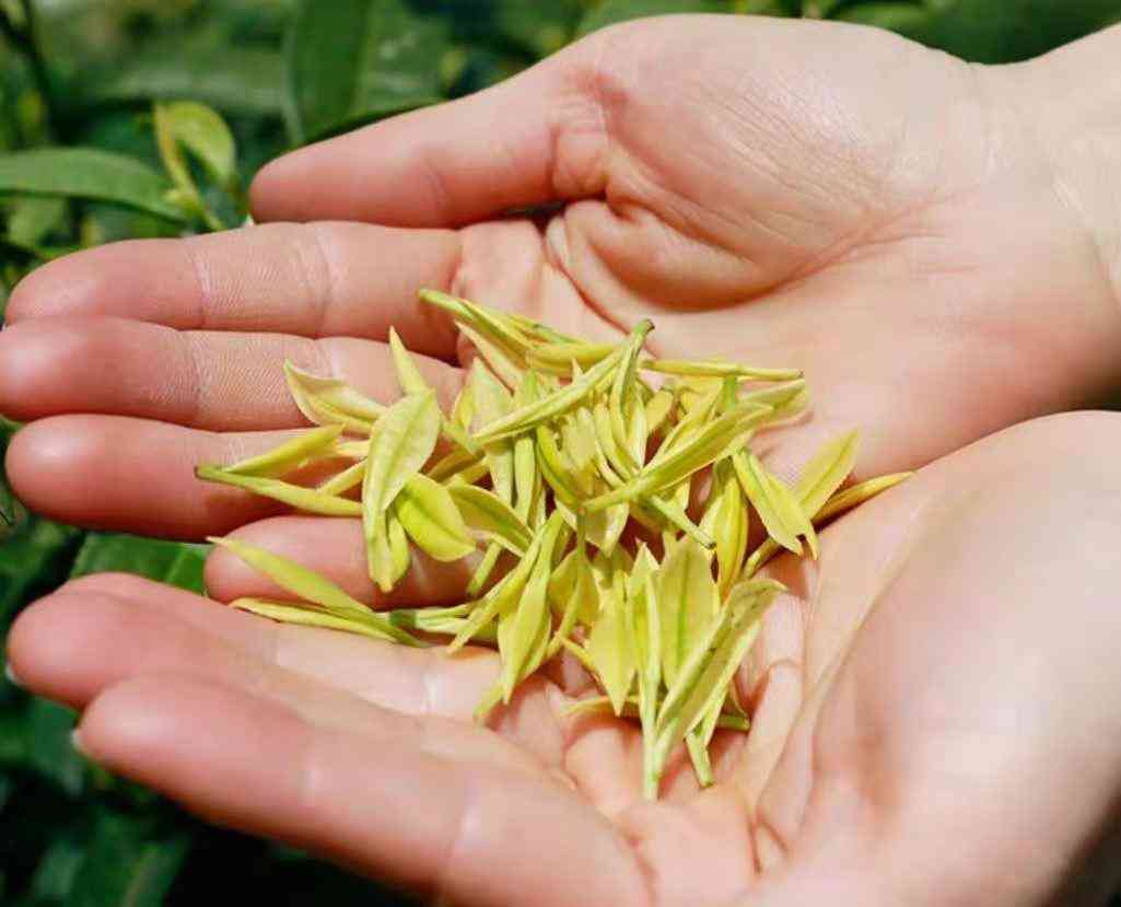 黃金芽茶葉價格一般在多少