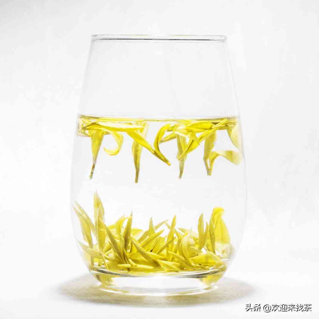 黃金芽茶葉價格一般在多少插圖5