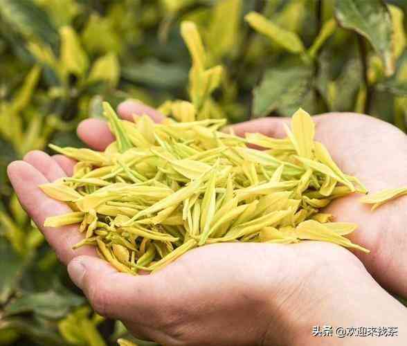 黃金芽茶葉價格一般在多少插圖6
