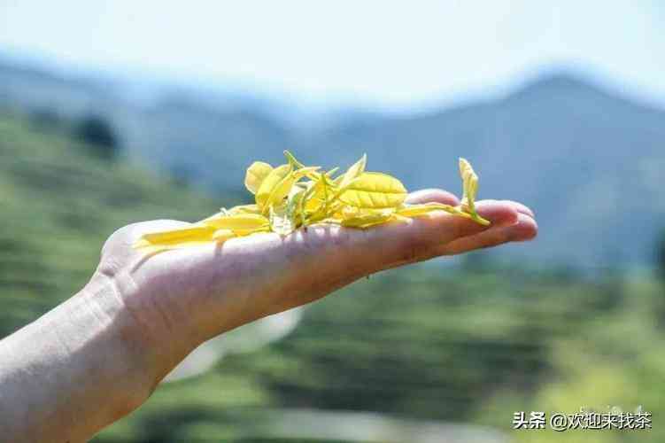 黃金芽茶葉價格一般在多少插圖7