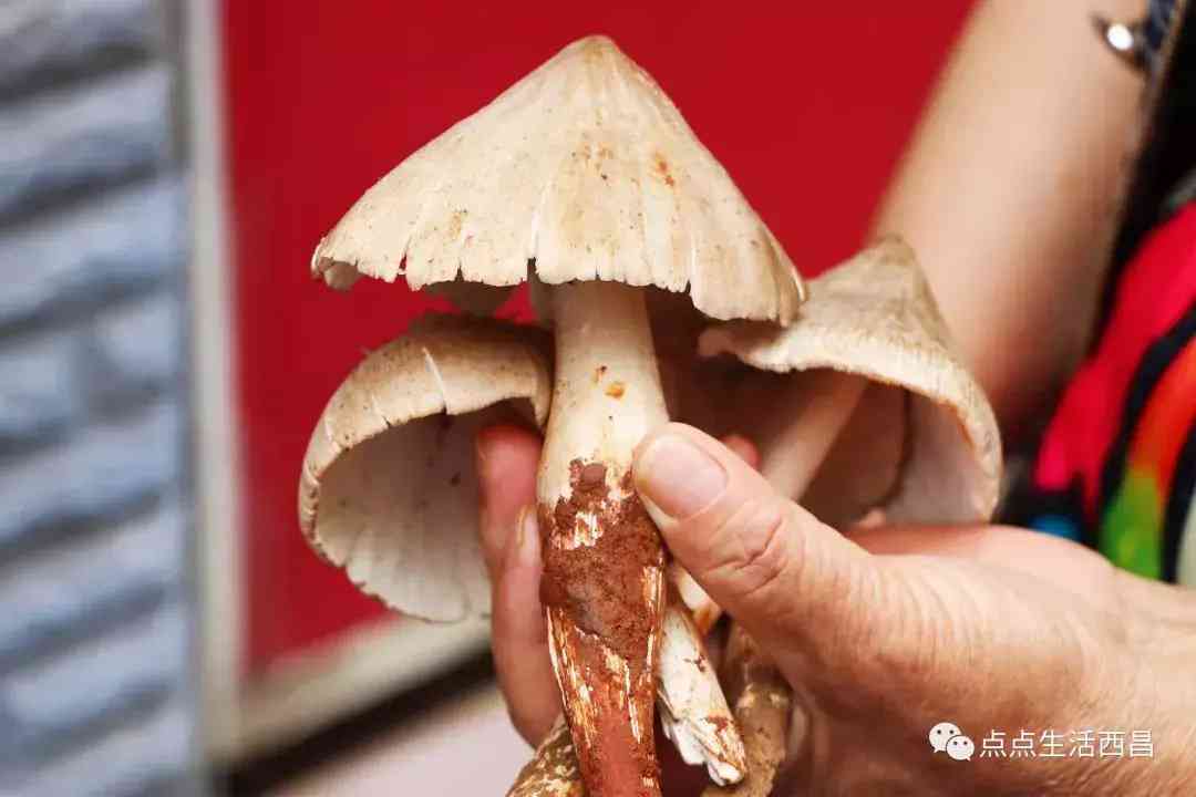 西昌金價今日多少一克(西昌金價今日多少一克啊)插圖29