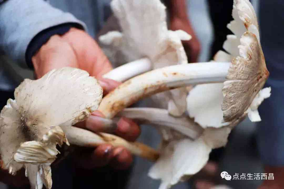 西昌金價今日多少一克(西昌金價今日多少一克啊)插圖35