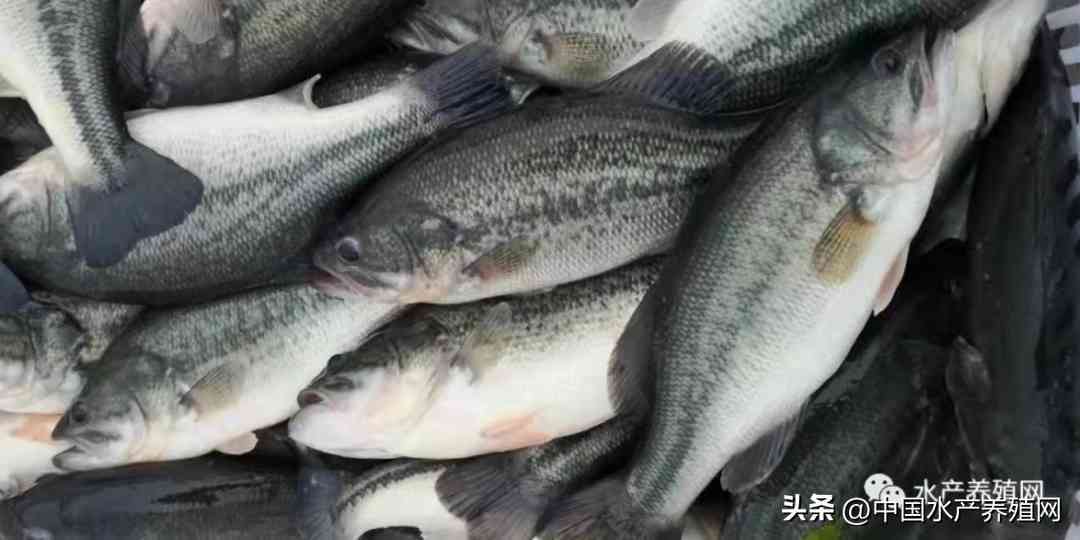 鹽城今日黃金價格是多少錢(鹽城今日黃金價格是多少錢一克)插圖2