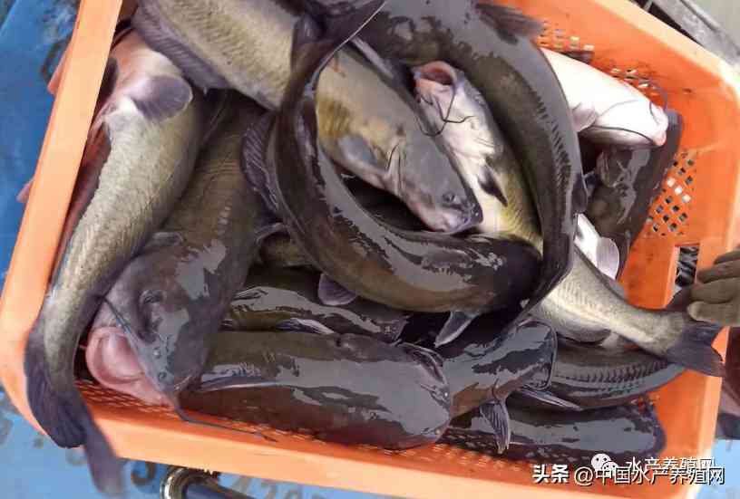 鹽城今日黃金價格是多少錢(鹽城今日黃金價格是多少錢一克)插圖5