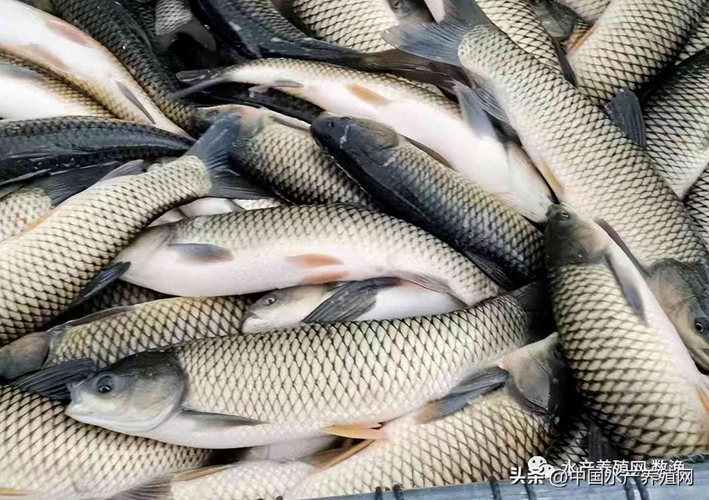 鹽城今日黃金價格是多少錢(鹽城今日黃金價格是多少錢一克)插圖6