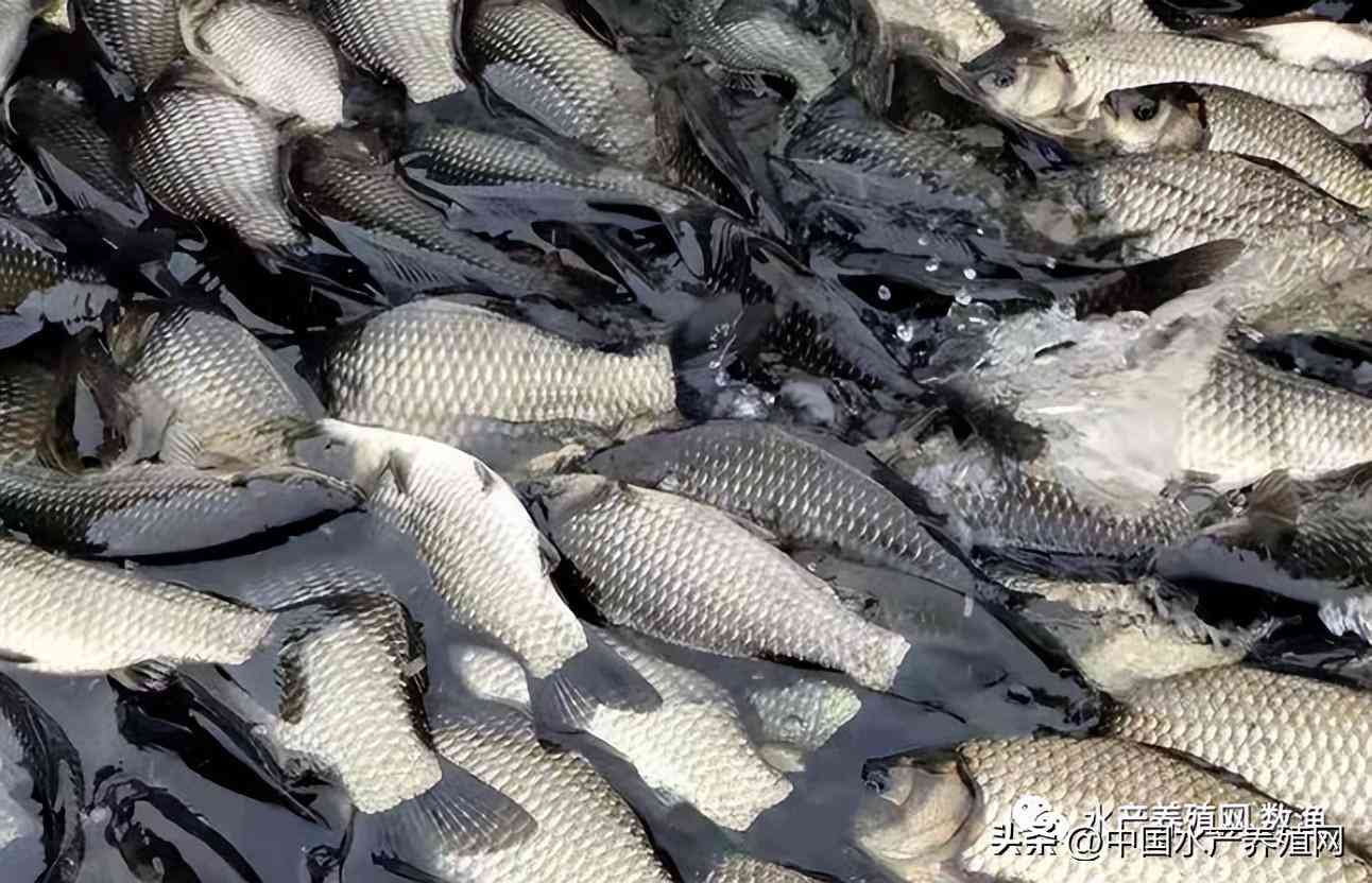 鹽城今日黃金價格是多少錢(鹽城今日黃金價格是多少錢一克)插圖7