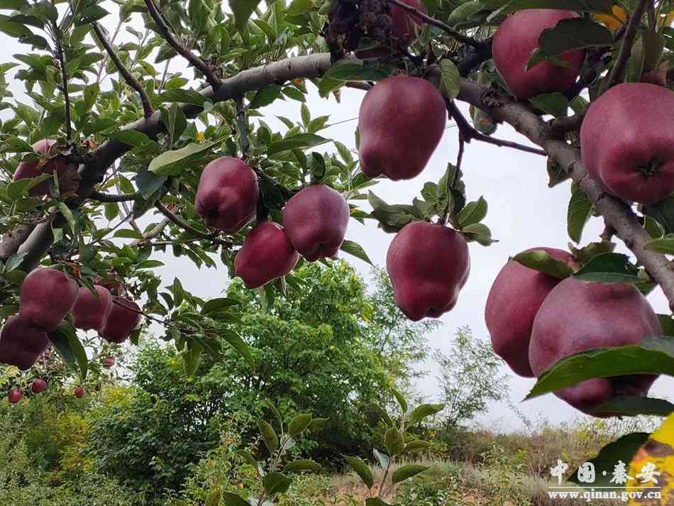 平?jīng)鍪薪袢拯S金價(jià)格(平?jīng)鍪薪袢拯S金價(jià)格行情)