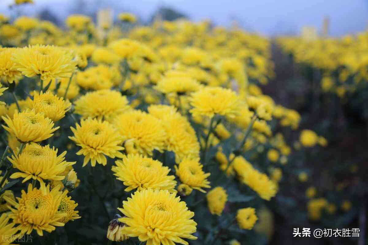 長壽菊化妝品(長壽菊藥用價值)