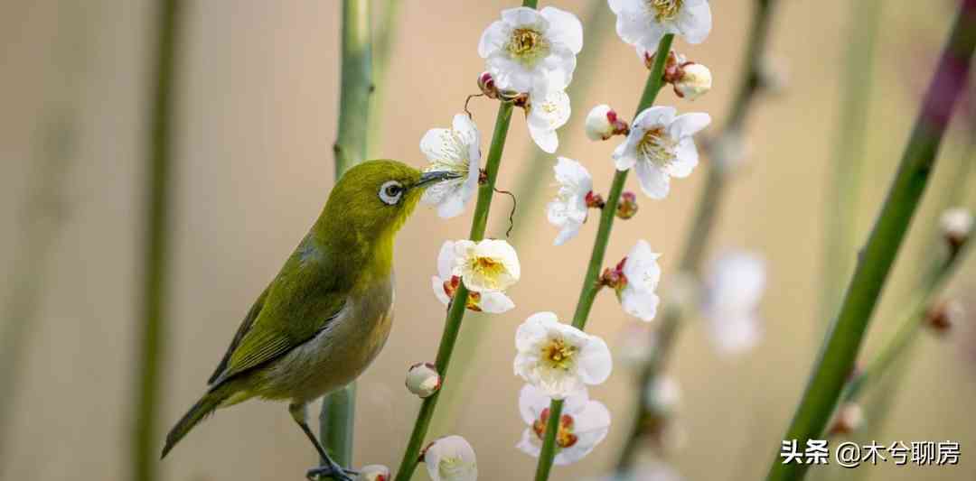 豐城黃金價(jià)格查詢(xún)今日(豐城黃金谷景區(qū)門(mén)票多少錢(qián))